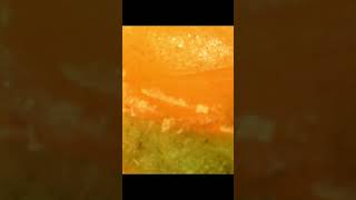 BLOWING-UP Tangerine Under Kids Microscope  #kidsmicroscope #viralshorts  #kidslearning