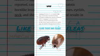 the horned rabbits might be an inspiration to Jackalopes #shorts #edushorts #quicklearn