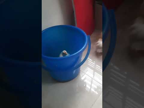 লোভ মানুষকে অপরাধী দিকে ঠেলে দেয় #story #bengalicrimeseries #bengalicrimestories #bengaliwebseries