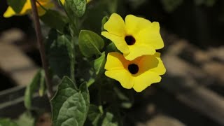 Summer Planting Tips with One Earth Landscape