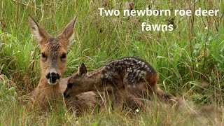 Two newborn roe deer fawns. Viewer discretion advised.