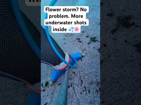 Who Needs a Garden When You’ve Got THIS Pool? 💐 #poolcleaning #cleanwithme #oddlysatisfying #pool