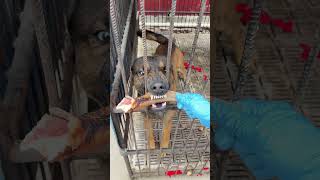 The stupid dog #doglife #petlovers #petlover #shorts #short