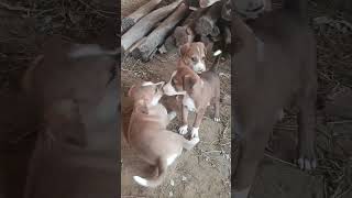 #dog_features #straydog #love #viralshorts #reels #flute #pets