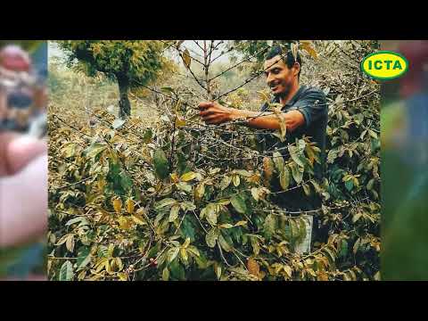 Poda en cultivos de café, variedades y tipos