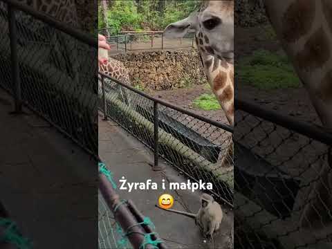 Żyrafa i małpka 😄 #afryka #kenia #podróże #zwierzęta #popodrozy #jedzenie #przyroda #zwiedzanie