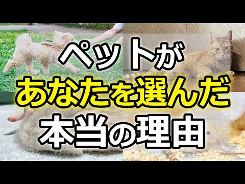 【ゆっくり解説】ペットの魂があなたを選んだ理由と天国からのメッセージ