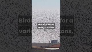 Why Do Birds Migrate? #migration #naturescience #wildlife #loottweaks #curiousminds