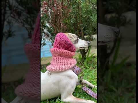 Gola tricô par cachorro! #crochet #crocheting #tricot #roupapet #modapet