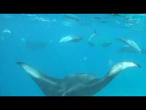 Manta in Maldives (Rihiveli)