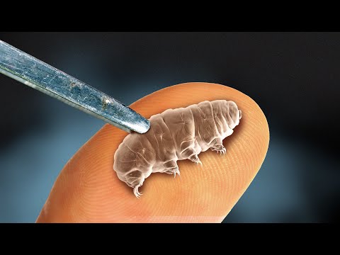WE FOUND A WATER BEAR IN THE FOREST AND ENLARGED IT! WATCH UNDER THE MICROSCOPE FOR $1000