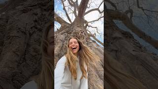 Tree Of Life: African Baobab 🌳