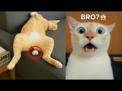Get ready to laugh till you cry with these hilarious animals! 😹