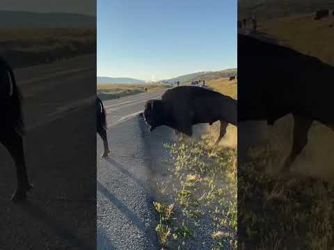 Bison in Yellowstone
