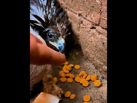 The Eagle Who Refused to Leave His Kitten Friend | Heartwarming Rescue Story