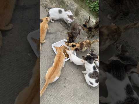 Boodle fight #cats  #catsofyoutube #viralvideos