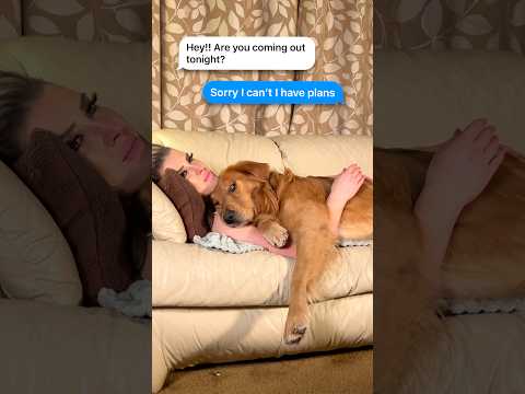 Accurate though 😂 #goldenretriever #mydog #dogsofyoutube