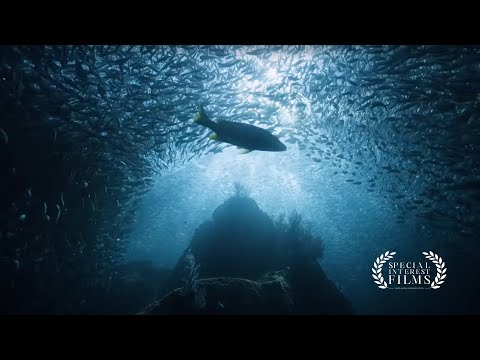 Charting the Future: Terradepth's Revolutionary Ocean Data Solution