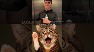 heart touching moment 🐸 #cat #memes #funny #trending #technologia