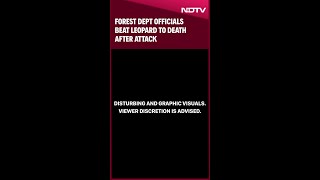 Uttar Pradesh News | Forest Dept Officials Beat Leopard To Death After Attack