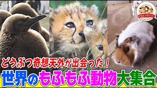 【かわいい】世界で見つけた“もふもふ”動物大集合！チーターの赤ちゃん、モルモット、ペンギンなど貴重な映像をまとめました（第２弾）【どうぶつ奇想天外／WAKUWAKU】