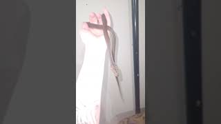 reticulated python (Malayopython reticulatus)