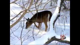 Dancing Deer on WCVB Chronicle