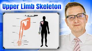 Skeleton of the Upper Limb