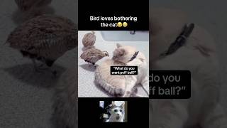 Nosy bird😂 #fyp #viral #animals #cat #cats #bird #birds #catvideos #funny #fypシ #shorts #ytshorts