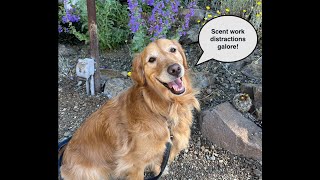 Intermediate scent work: mistakes 6-8