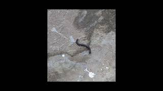 #blackmillipedes #unrolling #shorts