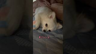 隠れて守ろうとする可愛いポメチワ🥰