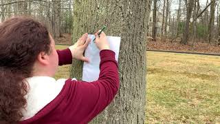 Art Smart Tree Bark Rubbings
