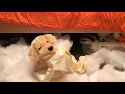 Rex Destroys Tyler’s Pillow