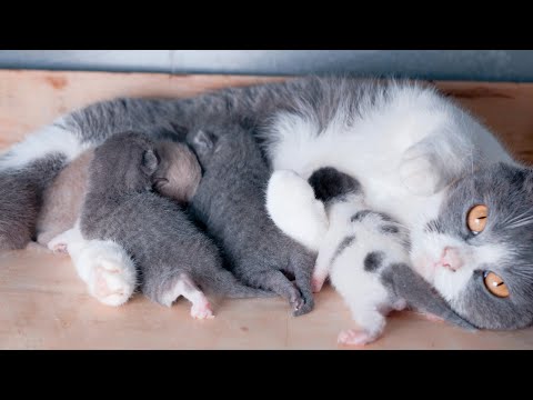 Mom cat feeding cute meowing kittens . Newborn kittens are loud meowing