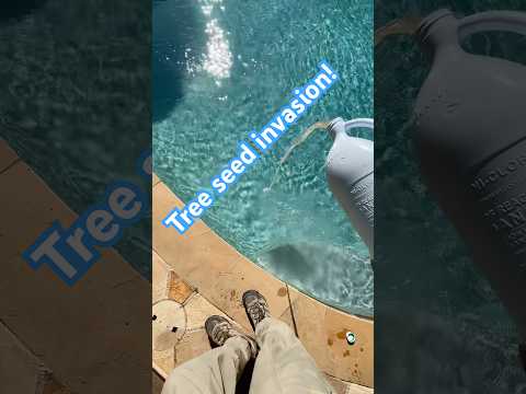 Just seeds? Or a new forest starting in this pool? 😂🌳 #poolcleaning #satisfying #poolguy #viral