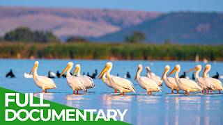 Wild Kerkini: The Mediterranean Bird Paradise | Free Documentary Nature