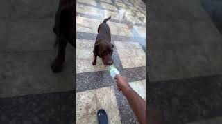 Dogs #dubai #music #dog #viralvideo