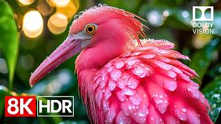 Pure 8K Brilliance — Dolby Vision 60fps HDR at Its Finest (4K / 8K TV)