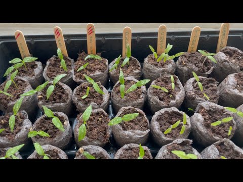 Growing Tomato and Eggplant Seeds from Peat Pellets