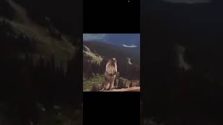 Screaming beaver