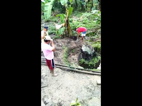 tulong - tulong  paramaiangat, tuod ng niyog.