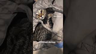 #catgram #kittensofinstagram #funnycats #cute