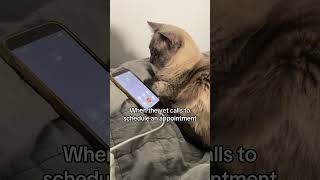 FVRCP vaccine? Wrong number! #cat #funny #shorts