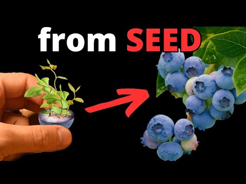 HOW TO Grow UNLIMITED Blueberries from Store-Bought Fruits (FROM SEED)