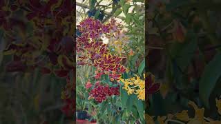 Dendrobium hybrids #orchids #orchidslover #flowers #orquidias #orchid