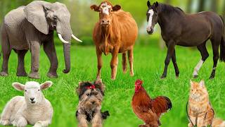 Cute Animal Sounds: Cats, Rabbits, Dogs, Monkeys, Elephants, Horses, Cows, Sheep – Explore Animals