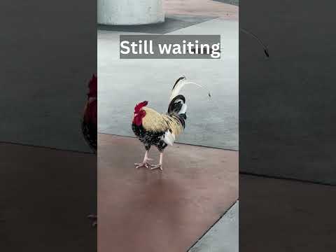Traveling Rooster Mystery | 🐓