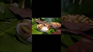 These snakes have different personalities, will their babies take after them? #piedballpython