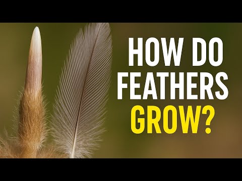 How do feathers grow ? Feathers information . #birds #petbird